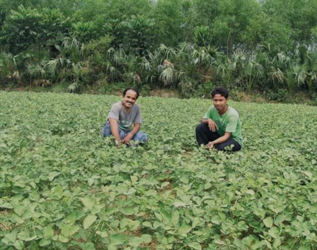 শীতকালে শুরু করুন মুগ ডালের চাষ - ভালো লাভের সম্ভাবনা